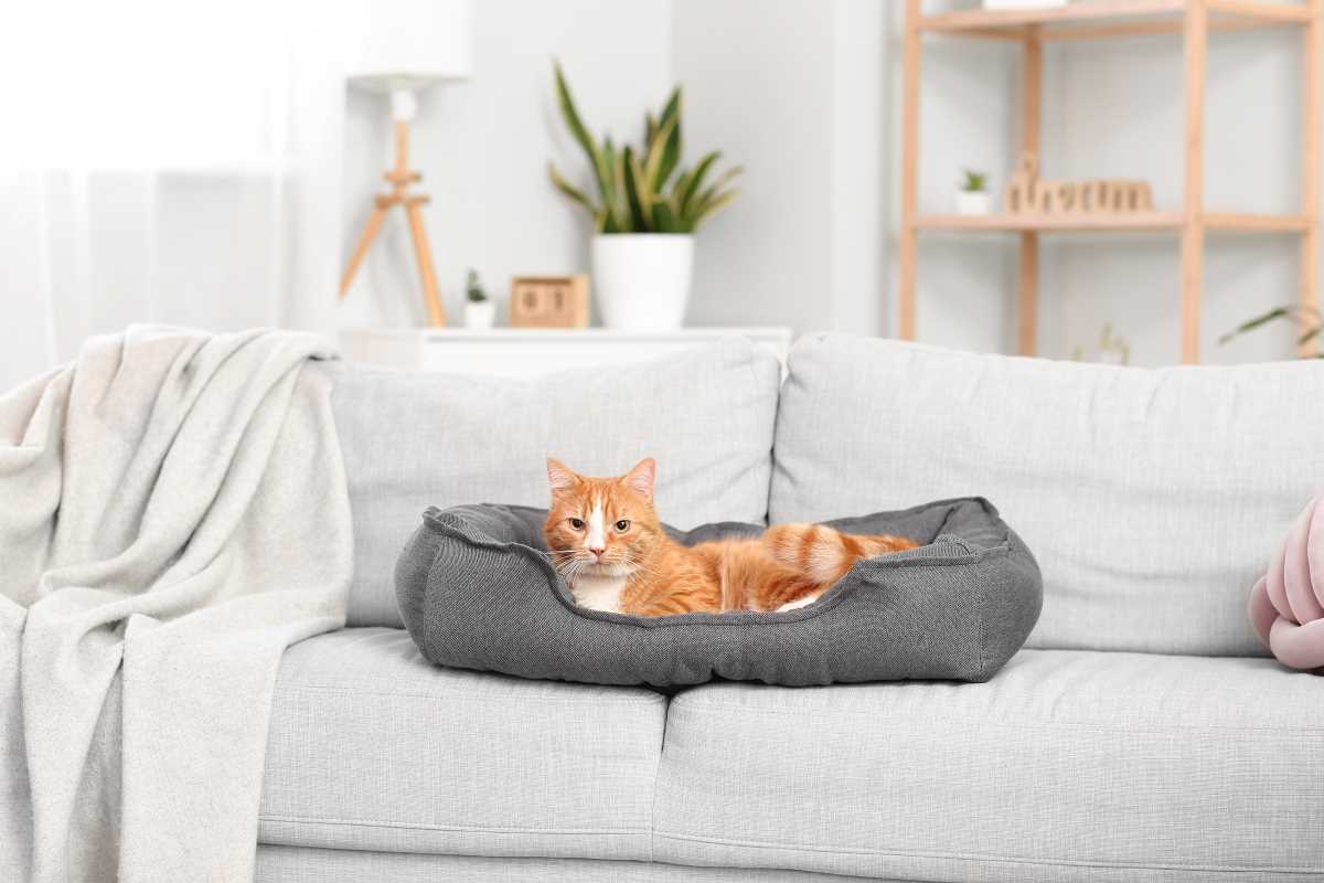 How to Set Up a Pet-Friendly Home Without Compromising Style
